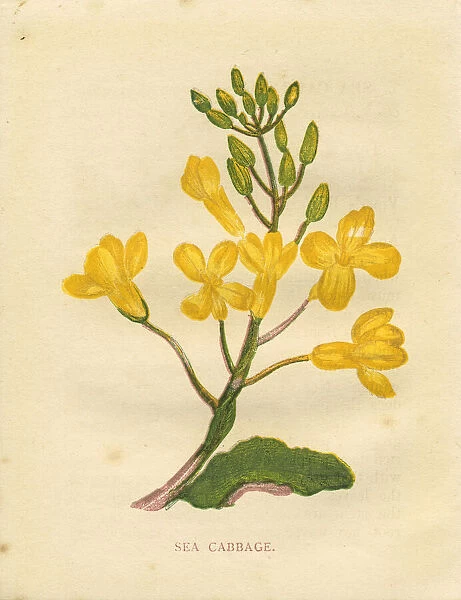Yellow wild flower sea cabbage Victorian botanical print by Anne Pratt