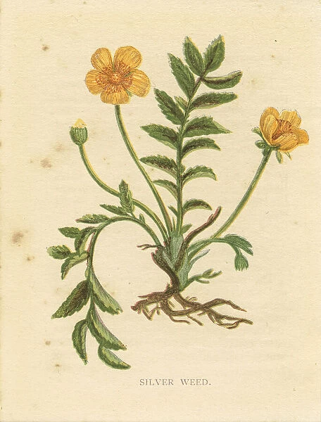Yellow wild flower silver weed Victorian botanical print by Anne Pratt