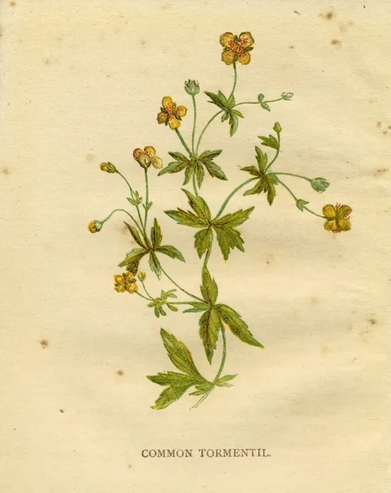 Framed Print : Yellow wildflower common tormentil Victorian botanical illustration by Anne Pratt Framed Print : Yellow wildflower common tormentil Victorian botanical illustration by Anne Pratt