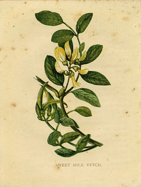 Yellow wildflower sweet milk vetch Victorian botanical illustration by Anne Pratt