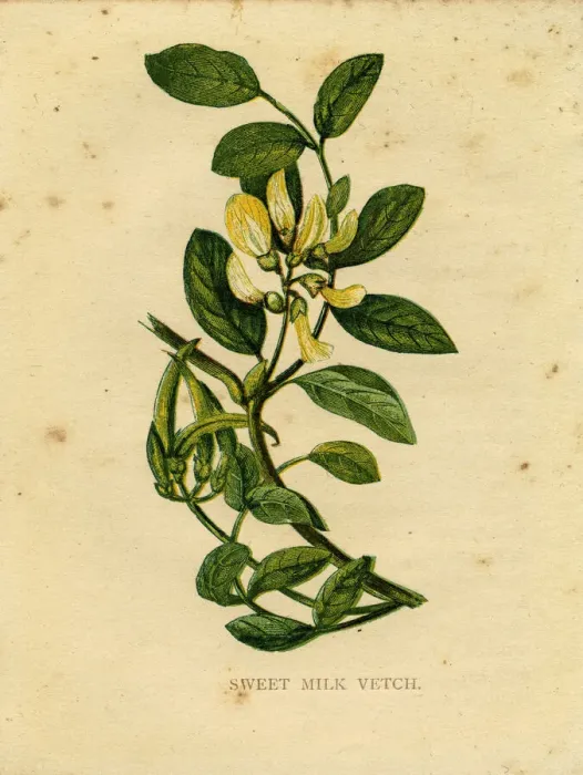 Framed Print : Yellow wildflower sweet milk vetch Victorian botanical illustration by Anne Pratt Framed Print : Yellow wildflower sweet milk vetch Victorian botanical illustration by Anne Pratt
