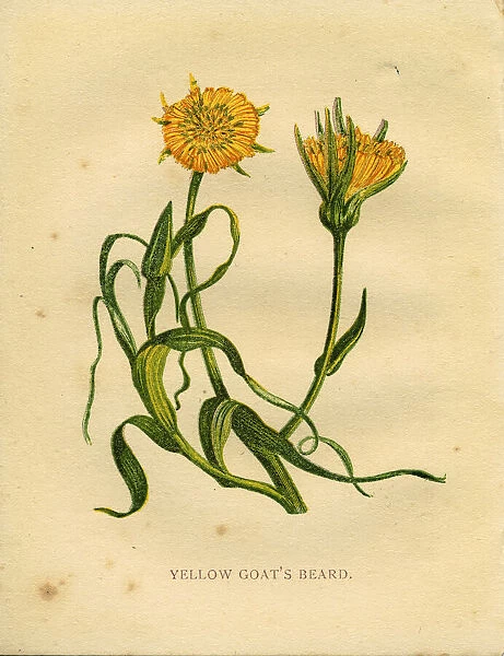Yellow wildflower yellow goatsbeard Victorian botanical illustration by Anne Pratt