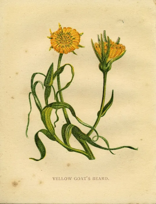 Framed Print : Yellow wildflower yellow goatsbeard Victorian botanical illustration by Anne Pratt