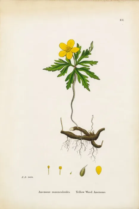 Framed Print : Yellow Wood Anemone, Anemone, Anemone ranunculoides, Victorian Botanical Illustration, 1863 Framed Print : Yellow Wood Anemone, Anemone, Anemone ranunculoides, Victorian Botanical Illustration, 1863