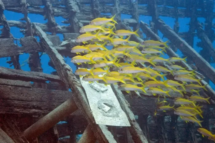 Framed Print : Yellowfin Goatfish (Mulloidichthys vanicolensis), Marsa Alam, Egypt, Africa Framed Print : Yellowfin Goatfish (Mulloidichthys vanicolensis), Marsa Alam, Egypt, Africa