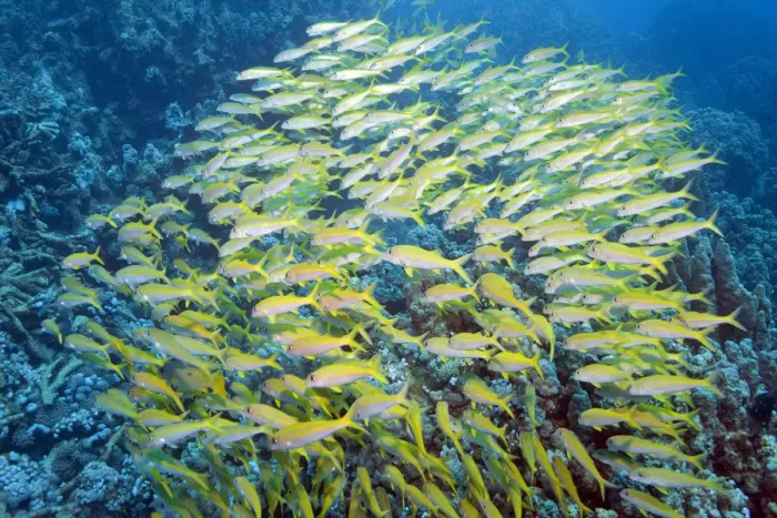 Framed Print : Yellowfin Goatfish (Mulloidichthys vanicolensis), Marsa Alam, Egypt, Africa Framed Print : Yellowfin Goatfish (Mulloidichthys vanicolensis), Marsa Alam, Egypt, Africa