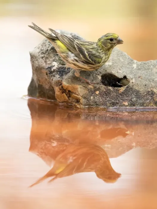 Framed Print : Yellowhammer bird species, (Emberiza citrinella ), perched on a rock drinking, reflected in water Framed Print : Yellowhammer bird species, (Emberiza citrinella ), perched on a rock drinking, reflected in water