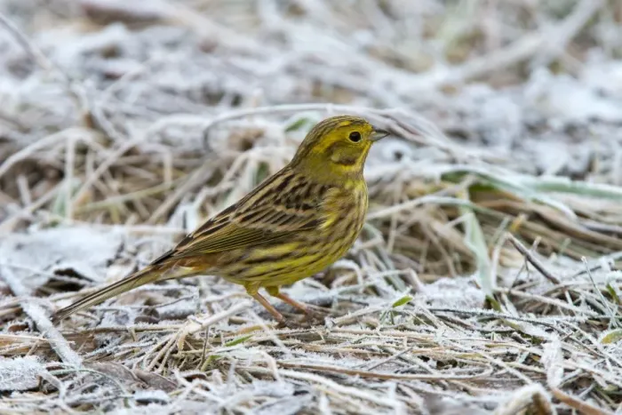 Framed Print : Yellowhammer or Eastern Yellow Bunting -Emberiza citrinella-, Tyrol, Austria Framed Print : Yellowhammer or Eastern Yellow Bunting -Emberiza citrinella-, Tyrol, Austria