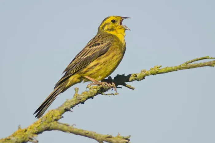Framed Print : Yellowhammer (Emberiza citrinella) Framed Print : Yellowhammer (Emberiza citrinella)