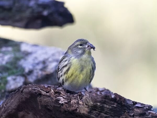 Yellowhammer (Emberiza citrinella), standing on a branch of tree with lichens. Spain, Europe