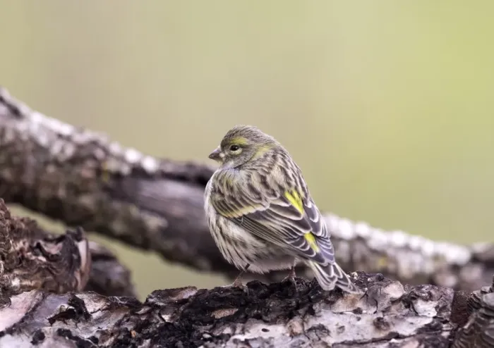 Framed Print : Yellowhammer (Emberiza citrinella), standing on a branch of tree with lichens. Spain, Europe Framed Print : Yellowhammer (Emberiza citrinella), standing on a branch of tree with lichens. Spain, Europe