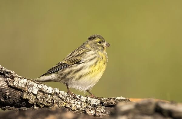 Yellowhammer (Emberiza citrinella), standing on a branch of tree with lichens. Spain, Europe