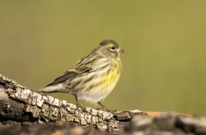 Framed Print : Yellowhammer (Emberiza citrinella), standing on a branch of tree with lichens. Spain, Europe Framed Print : Yellowhammer (Emberiza citrinella), standing on a branch of tree with lichens. Spain, Europe
