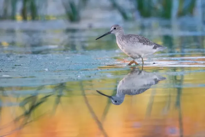 Framed Print : Yellowlegs Framed Print : Yellowlegs