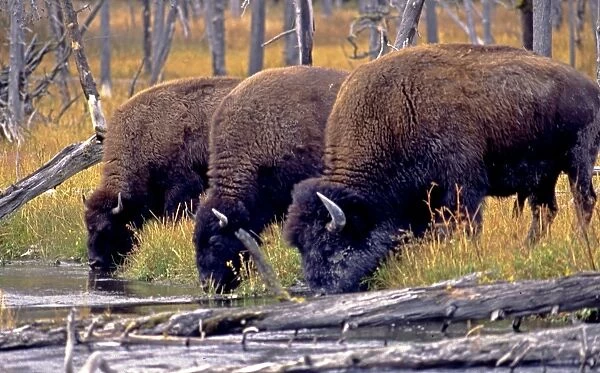 Yellowstone Bison drinking together from pond