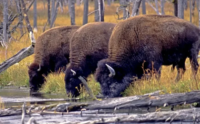 Framed Print : Yellowstone Bison drinking together from pond