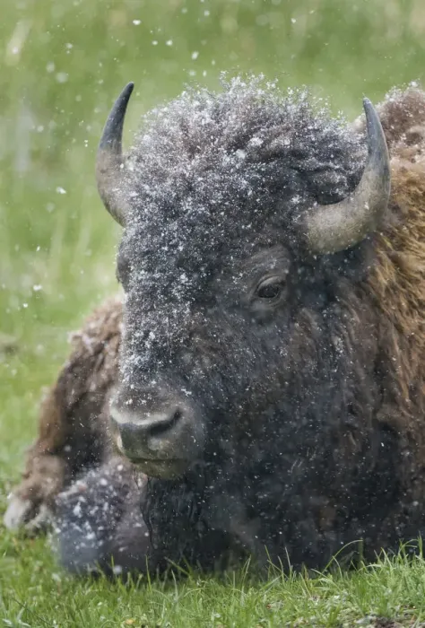 Framed Print : Yellowstone, bison, portrait, snow, spring Framed Print : Yellowstone, bison, portrait, snow, spring