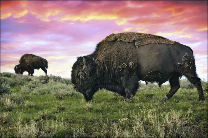 Framed Print : Yellowstone Buffalo & Bison Framed Print : Yellowstone Buffalo & Bison