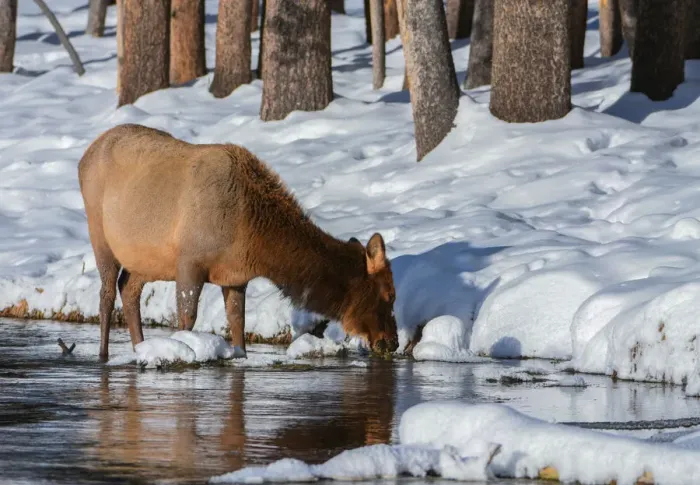 Framed Print : Yellowstone Elk Framed Print : Yellowstone Elk