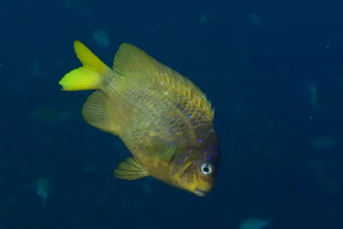Framed Print : Yellowtail Damselfish Framed Print : Yellowtail Damselfish