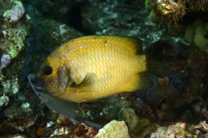 Framed Print : Yellowtail Damselfish Framed Print : Yellowtail Damselfish