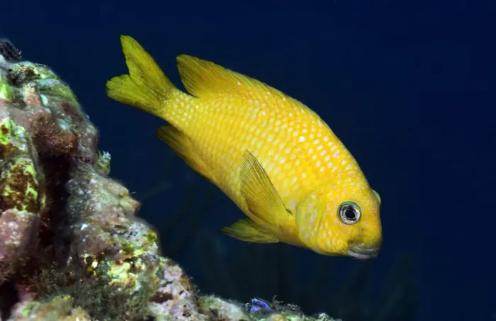 Framed Print : Yellowtail Damselfish Framed Print : Yellowtail Damselfish