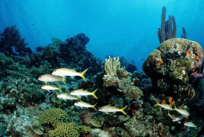 Framed Print : Yellowtail Snapper (Ocyurus chrysurus) on the reef, Trinidad, Caribbean Sea Framed Print : Yellowtail Snapper (Ocyurus chrysurus) on the reef, Trinidad, Caribbean Sea