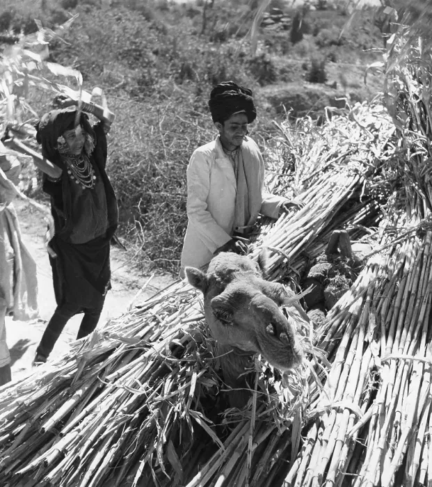 Framed Print : The Yemen. February 1957: Field workers in the Yemen load their harvest onto a camel Framed Print : The Yemen. February 1957: Field workers in the Yemen load their harvest onto a camel