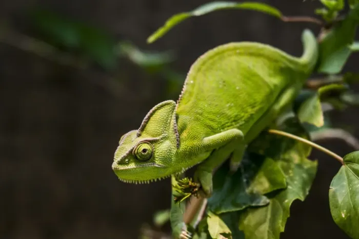 Framed Print : Yemen Chameleon or Veiled Chameleon -Chamaeleo calyptratus-, Wilhelma Zoo and Botanical Garden, Stuttgart, Baden-Wurttemberg, Germany Framed Print : Yemen Chameleon or Veiled Chameleon -Chamaeleo calyptratus-, Wilhelma Zoo and Botanical Garden, Stuttgart, Baden-Wurttemberg, Germany