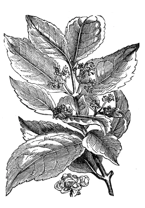 Framed Print : Yerba mate (Ilex paraguariensis)