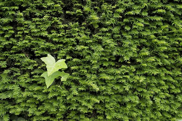 Yew -Taxus sp. - hedge and Ivy leaves
