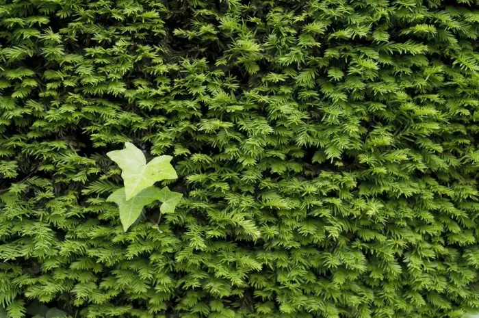 Framed Print : Yew -Taxus sp. - hedge and Ivy leaves Framed Print : Yew -Taxus sp. - hedge and Ivy leaves