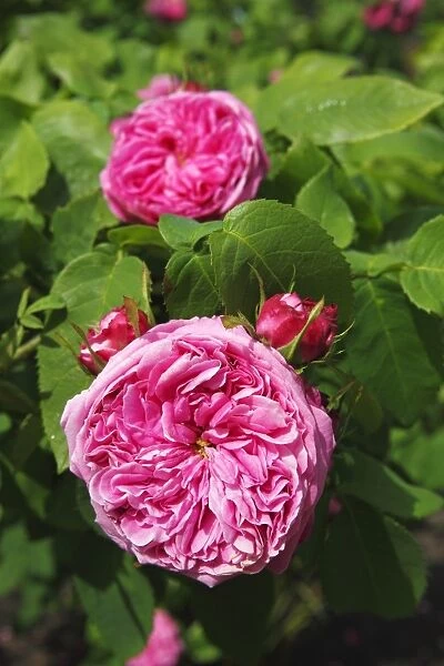 Yolande d Aragon rose variety, Portland Rose, historic rose variety from 1843 with very fragrant flowers (Rosa x portlandia cultivar Yolande d Aragon)