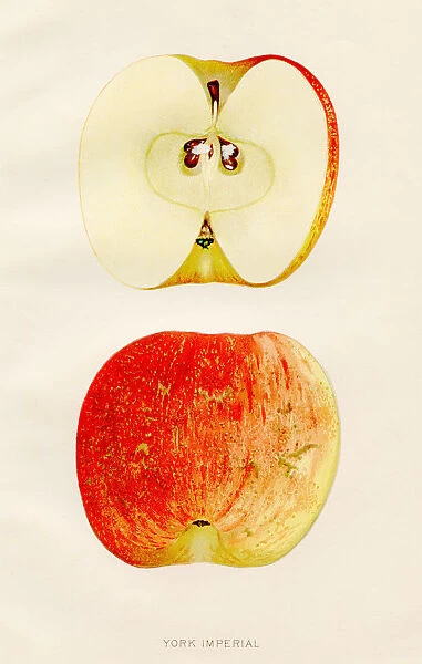 York imperial apple illustration 1891