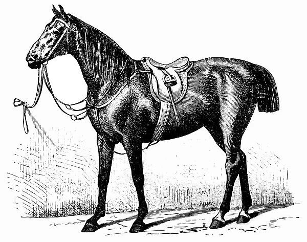 Yorkshire horse
