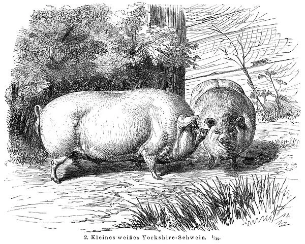 Yorkshire Pigs engraving 1895