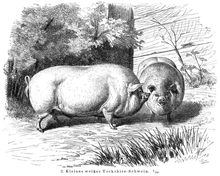 Framed Print : Yorkshire Pigs engraving 1895