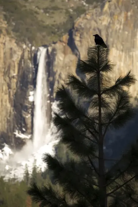 Framed Print : Yosemite Raven Framed Print : Yosemite Raven