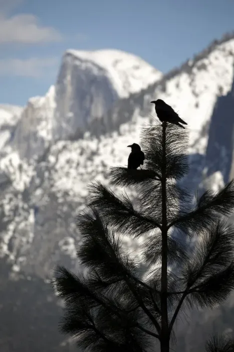 Framed Print : Yosemite Ravens Framed Print : Yosemite Ravens