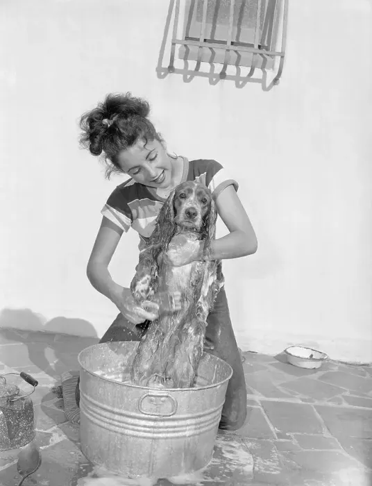 Framed Print : Young Actress Elizabeth Taylor Bathing Her Dog Framed Print : Young Actress Elizabeth Taylor Bathing Her Dog