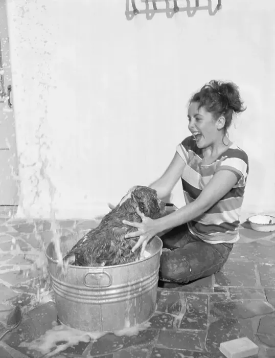 Framed Print : Young Actress Elizabeth Taylor Bathing Her Dog Framed Print : Young Actress Elizabeth Taylor Bathing Her Dog