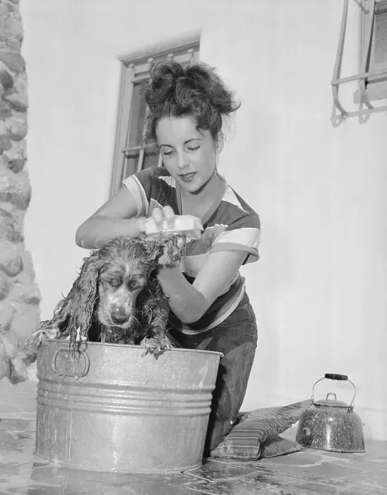 Framed Print : Young Actress Elizabeth Taylor Scrubbing Her Dog Framed Print : Young Actress Elizabeth Taylor Scrubbing Her Dog