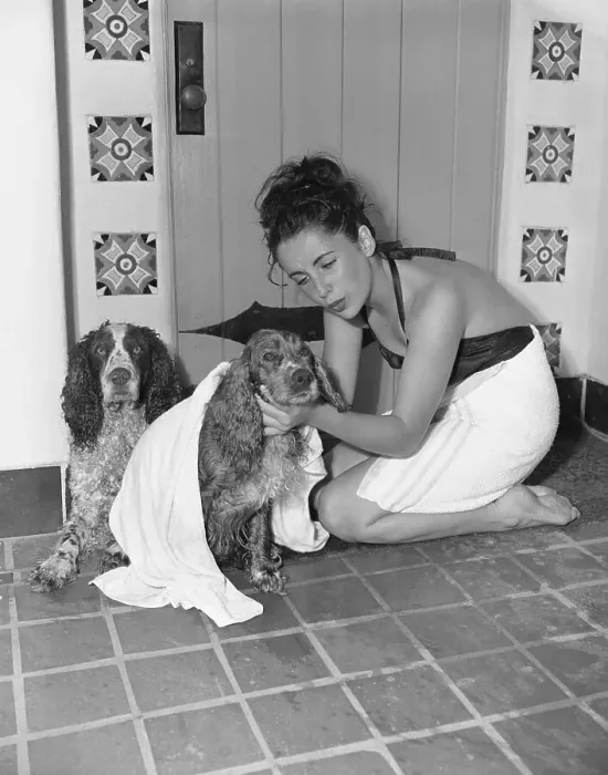 Framed Print : Young Actress Elizabeth Taylor Toweling off Her Dog Framed Print : Young Actress Elizabeth Taylor Toweling off Her Dog