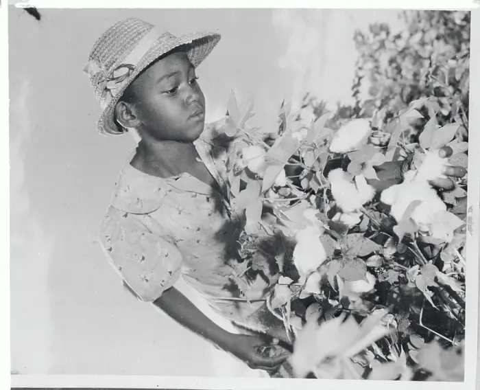 Framed Print : Young African American Cotton Picker with the Crop Framed Print : Young African American Cotton Picker with the Crop