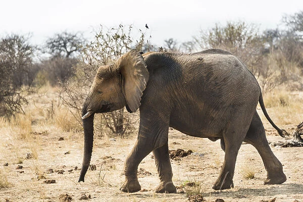 Young African Bush Elephant -Loxodonta africana-, Etosha National Park, Namibia