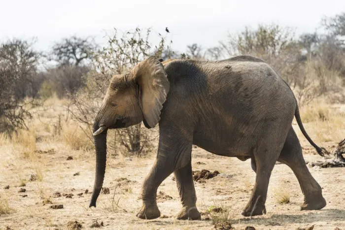 Framed Print : Young African Bush Elephant -Loxodonta africana-, Etosha National Park, Namibia Framed Print : Young African Bush Elephant -Loxodonta africana-, Etosha National Park, Namibia