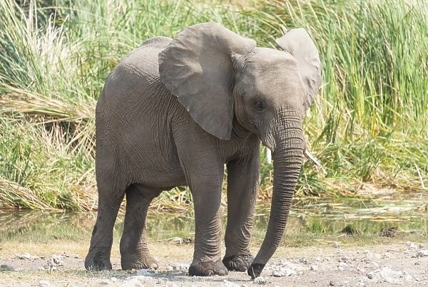 Young African Bush Elephant -Loxodonta africana- standing in front of reeds, Koinachas Waterhole, Etosha National Park, Namibia