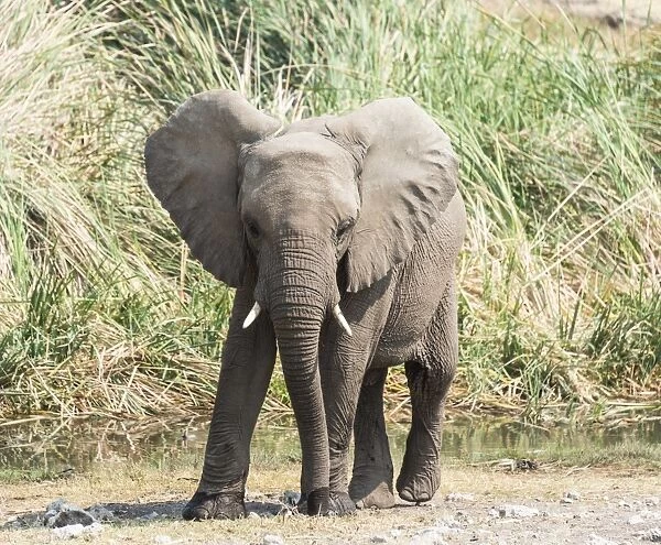 Young African Bush Elephant -Loxodonta africana- standing in front of reeds, Koinachas Waterhole, Etosha National Park, Namibia