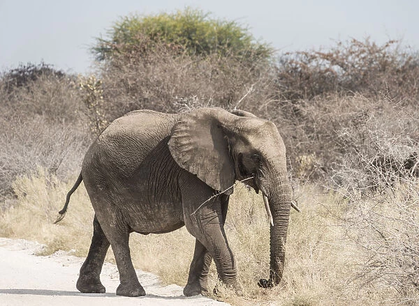 Young African Bush Elephant -Loxodonta africana- walking across a road, Etosha National Park, Namibia