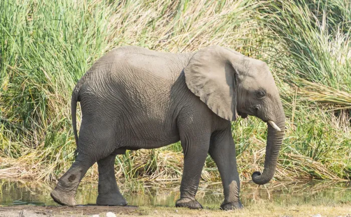 Framed Print : Young African Bush Elephant -Loxodonta africana- walking in front of reeds, Koinachas Waterhole, Etosha National Park, Namibia Framed Print : Young African Bush Elephant -Loxodonta africana- walking in front of reeds, Koinachas Waterhole, Etosha National Park, Namibia